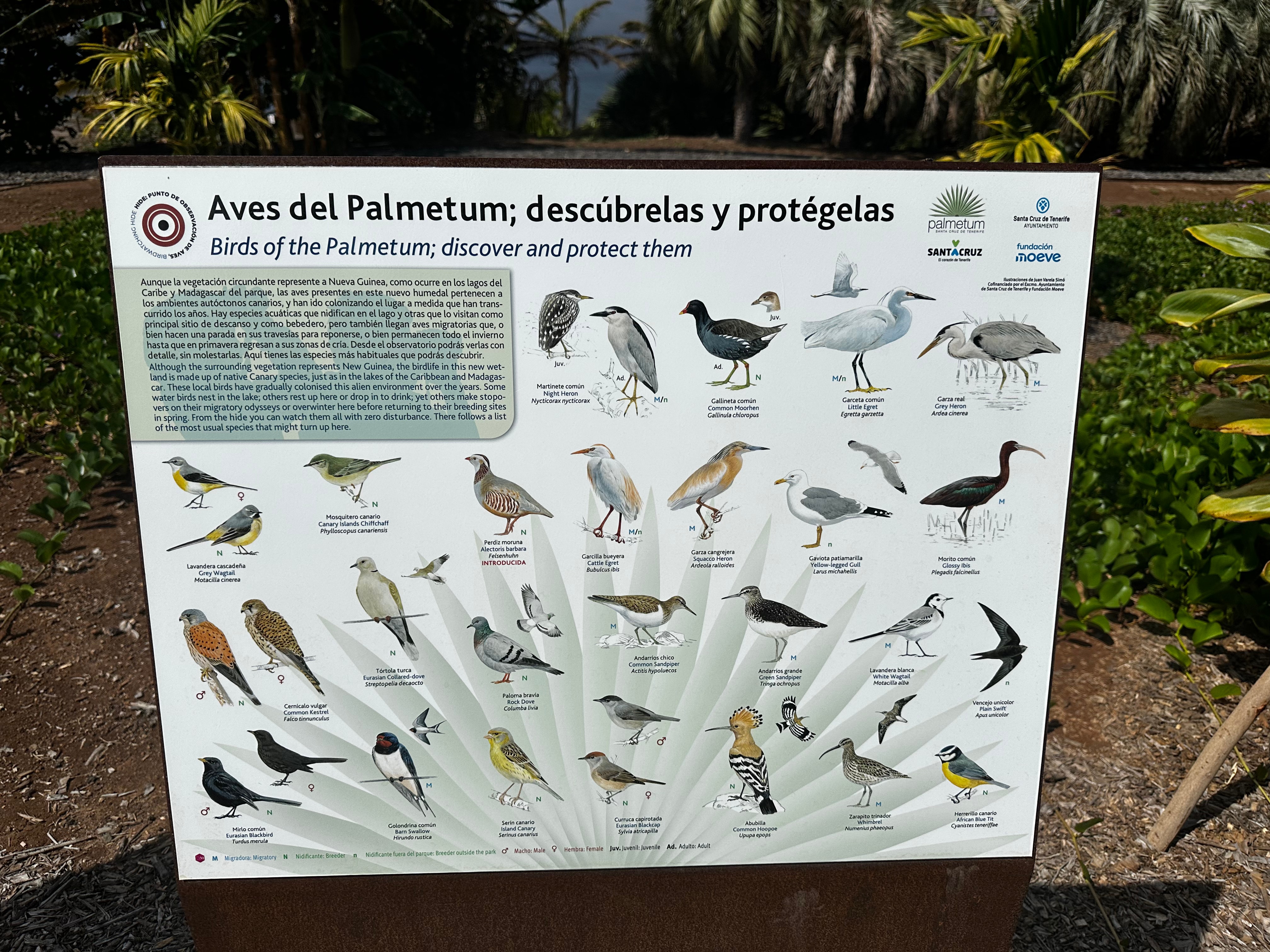 Palmetum
