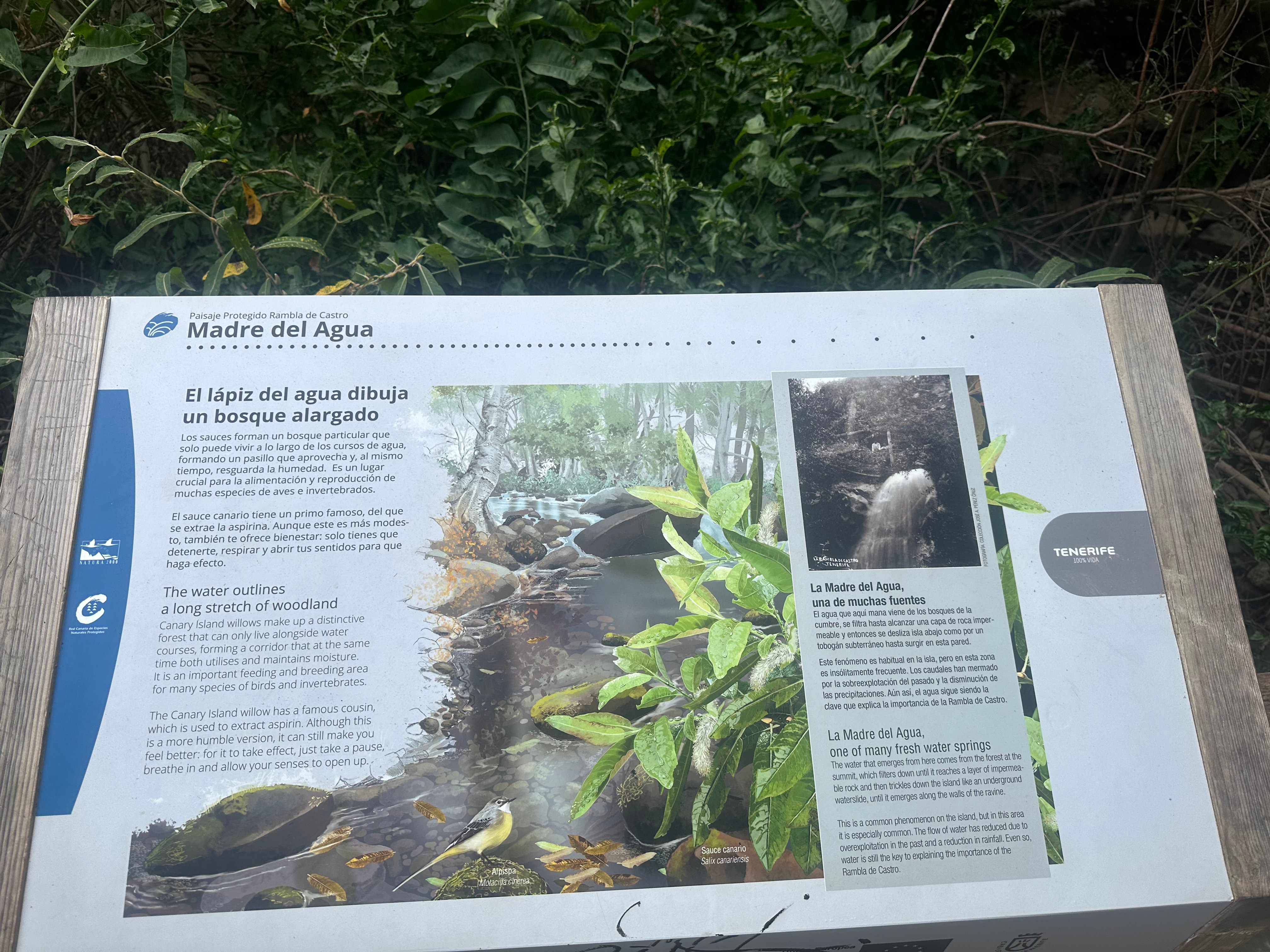 Madre de Agua, Los Realejos