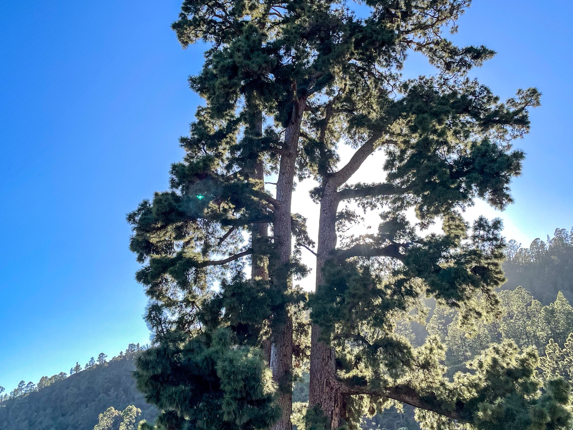 El Pino Gordo de Vilaflor: el árbol por el que nadie para