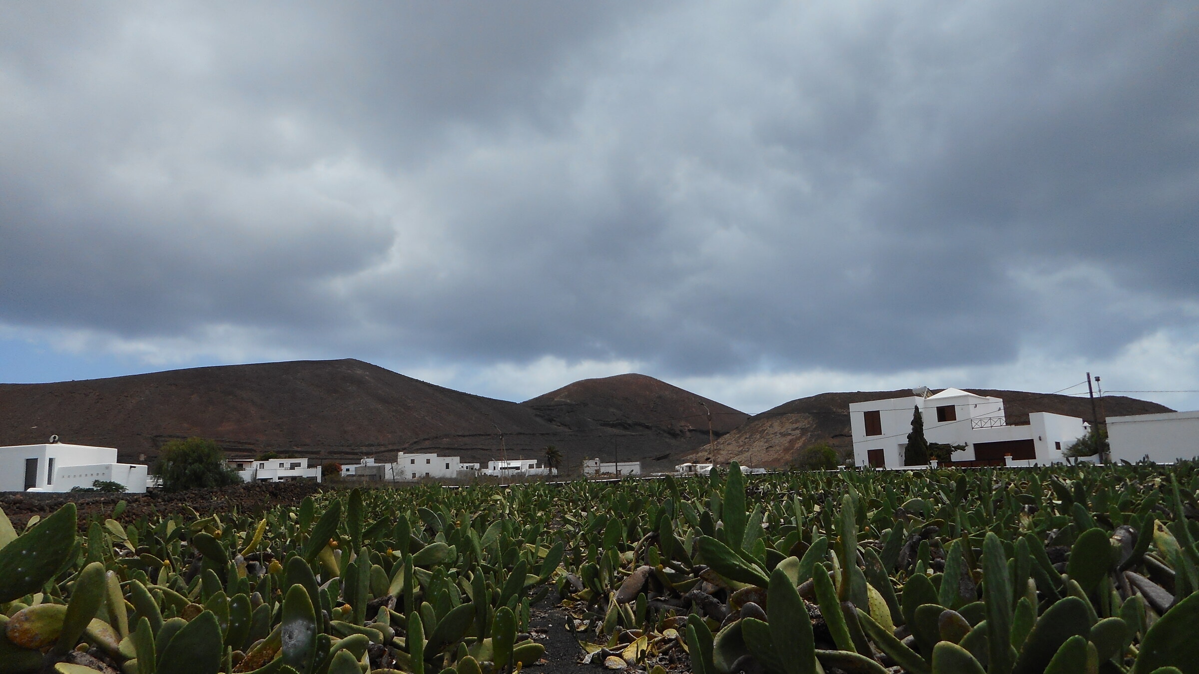 La cochinilla: el insecto que fue el 90 por ciento de lo que exportábamos