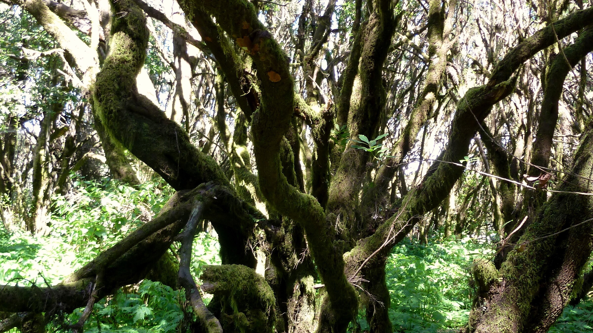 Garajonay: el bosque que sobrevivió a su propia era