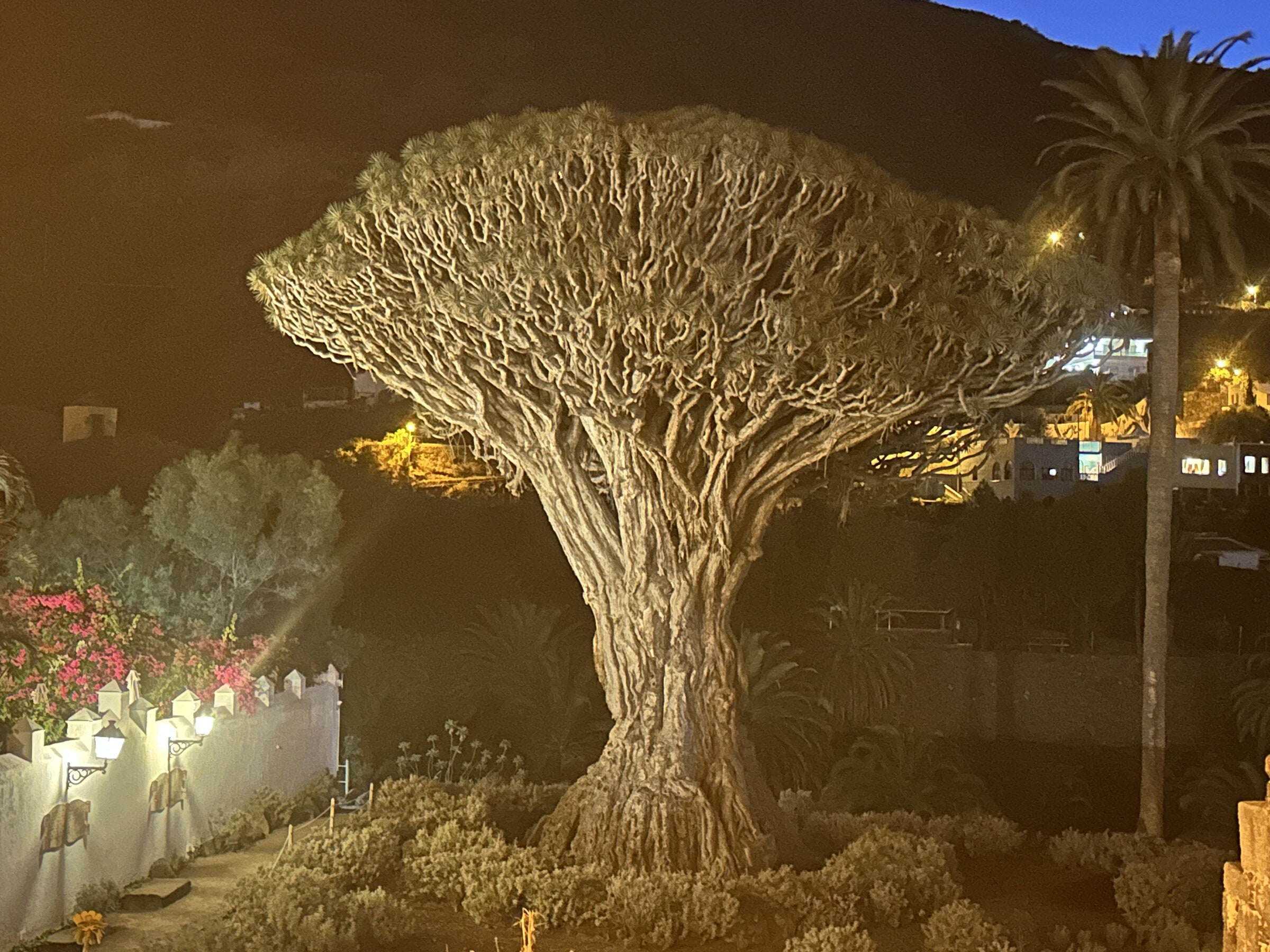 El Drago Milenario iluminado de noche.