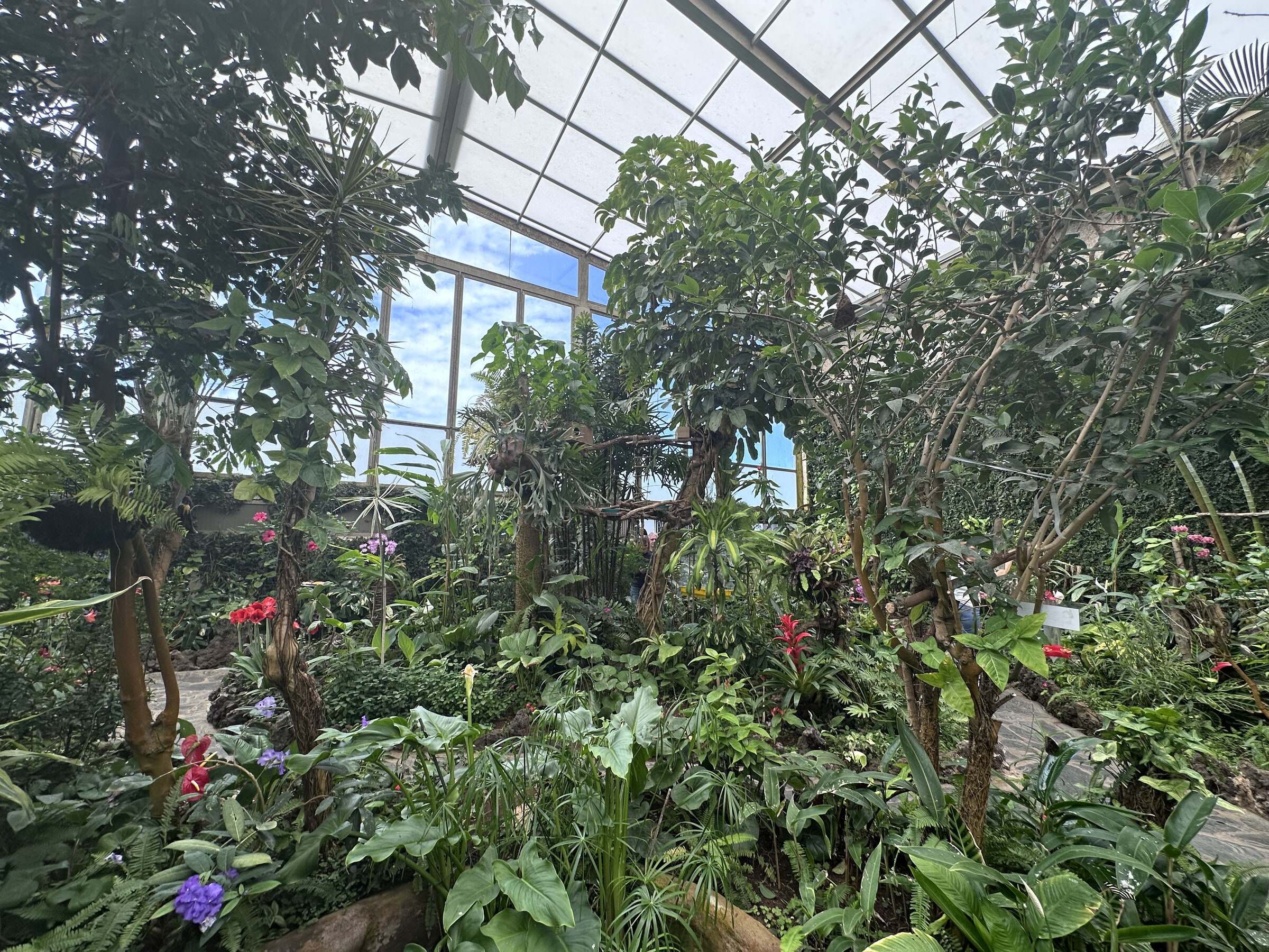 Interior del Mariposario del Drago, con vegetación bajo cubierta acristalada.