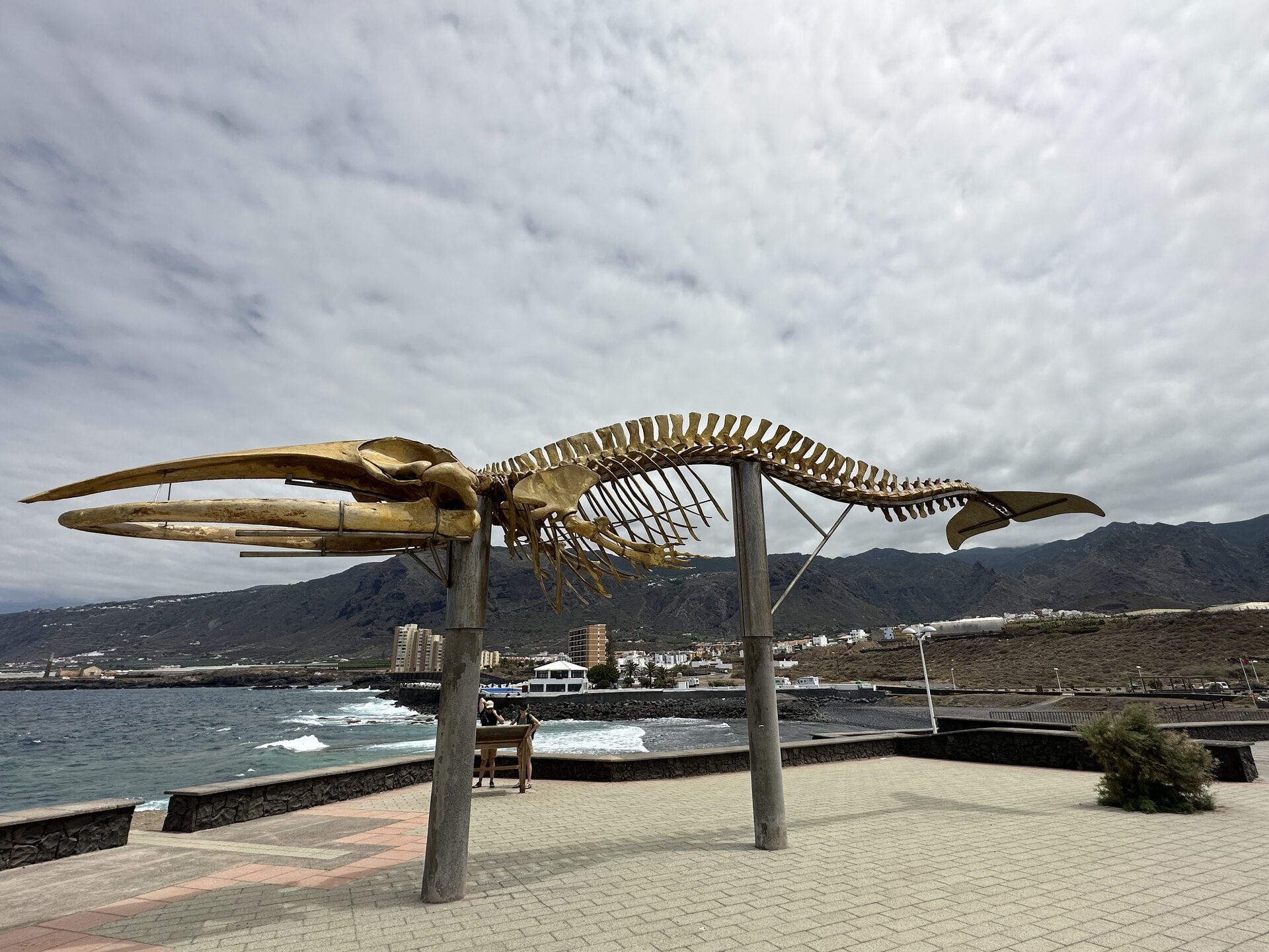 El esqueleto del rorcual boreal expuesto en el paseo marítimo de Los Silos, con el mar y las montañas del noroeste de Tenerife al fondo.