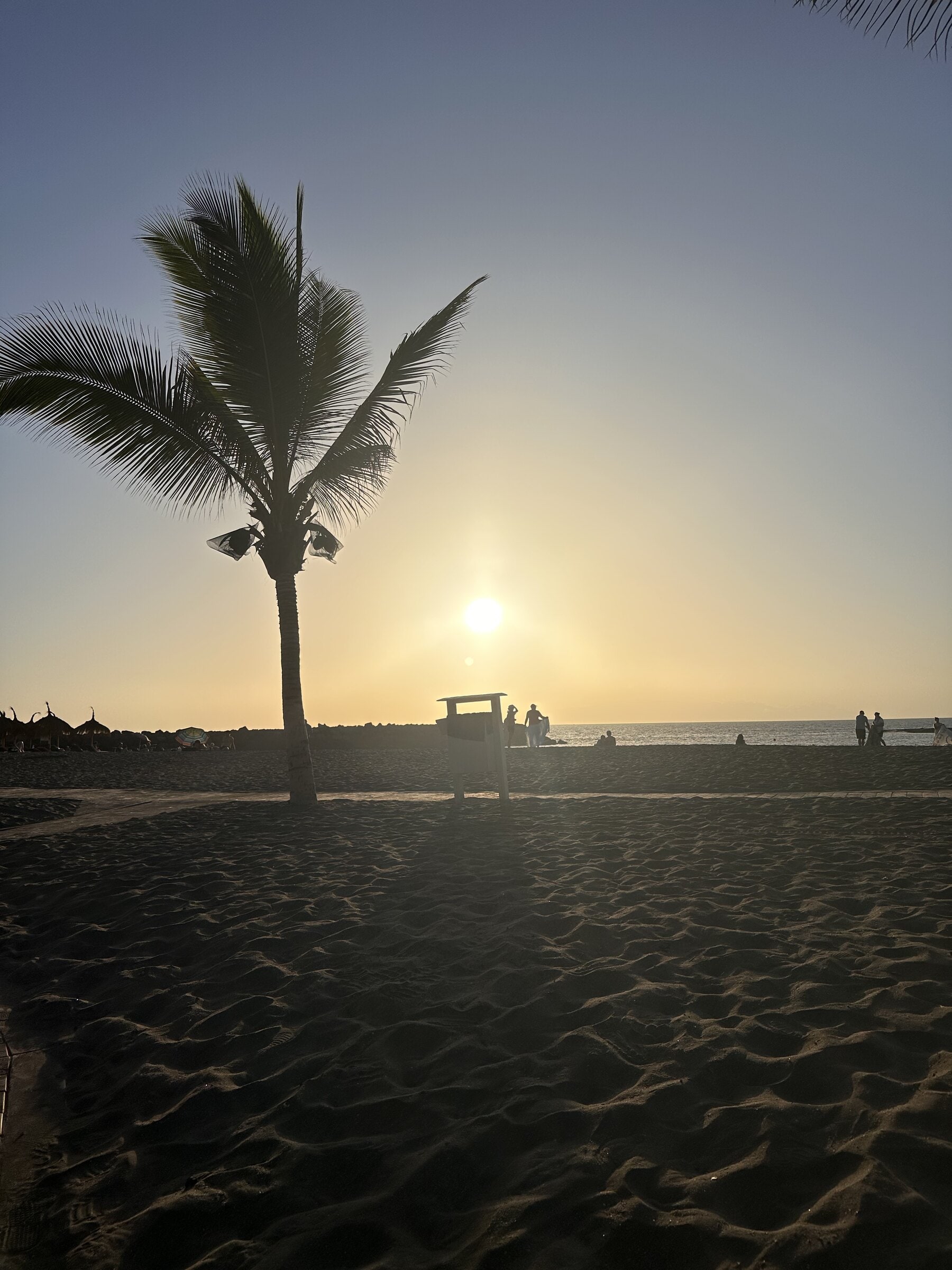 Palmera a contraluz sobre la arena de la Playa de Torviscas, con el sol del atardecer detrás.