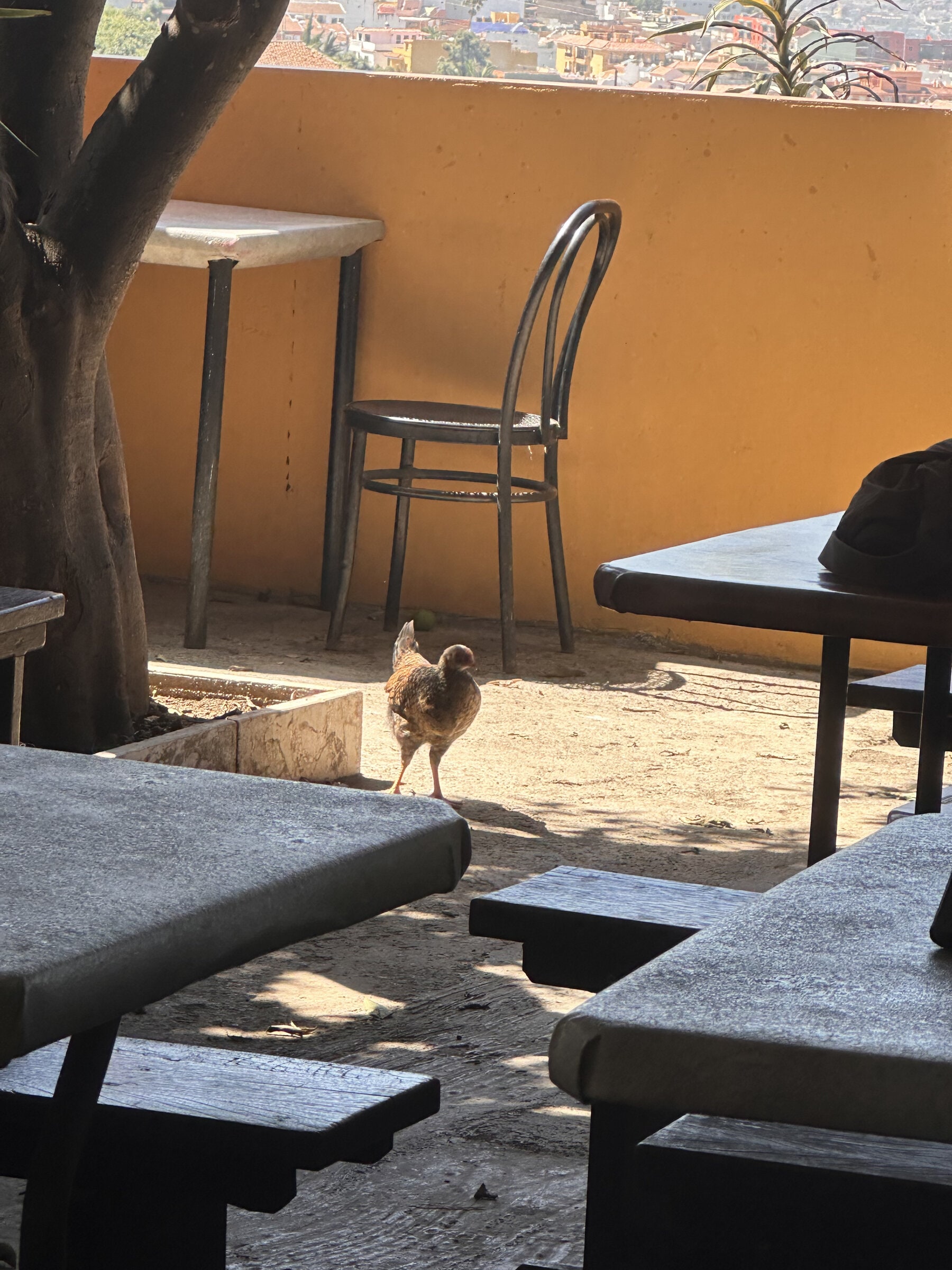 Terraza del Guachinche El Cubano con mesas de madera, una silla junto al muro amarillo y una gallina entre las mesas.