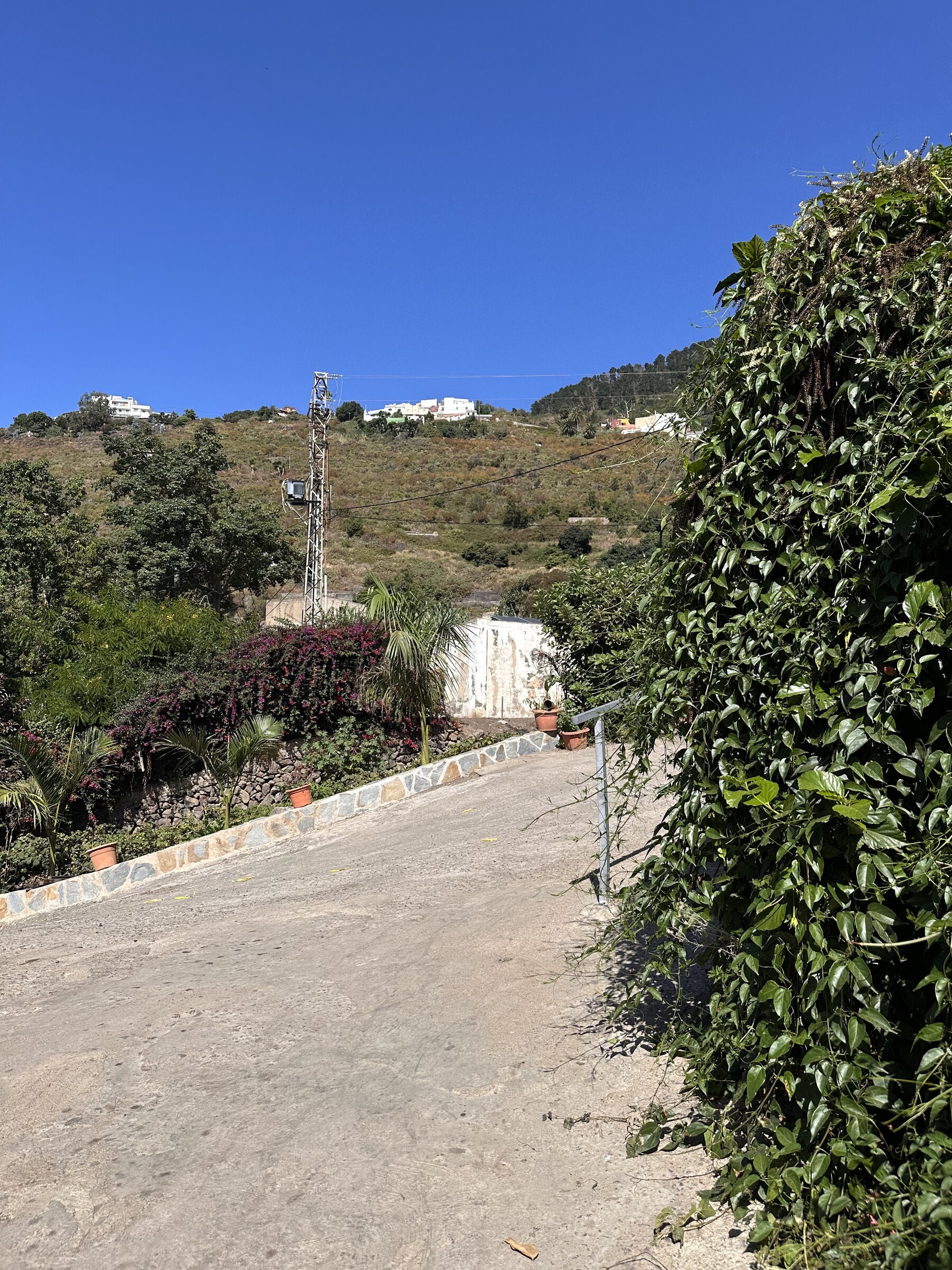 Camino en pendiente con buganvillas, palmeras y macetas junto al Guachinche El Cubano.
