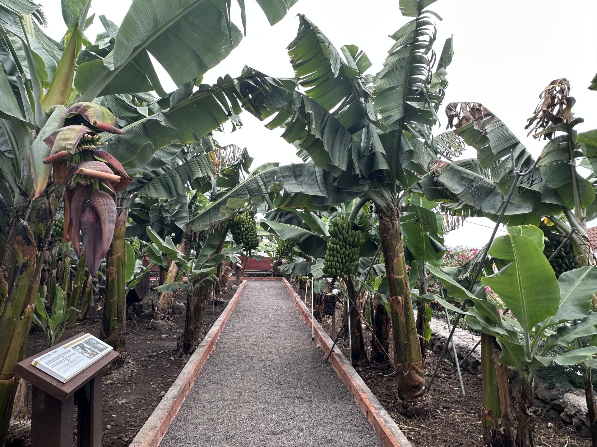 Camino entre plataneras con racimo y flor de plátano en el norte de Tenerife
