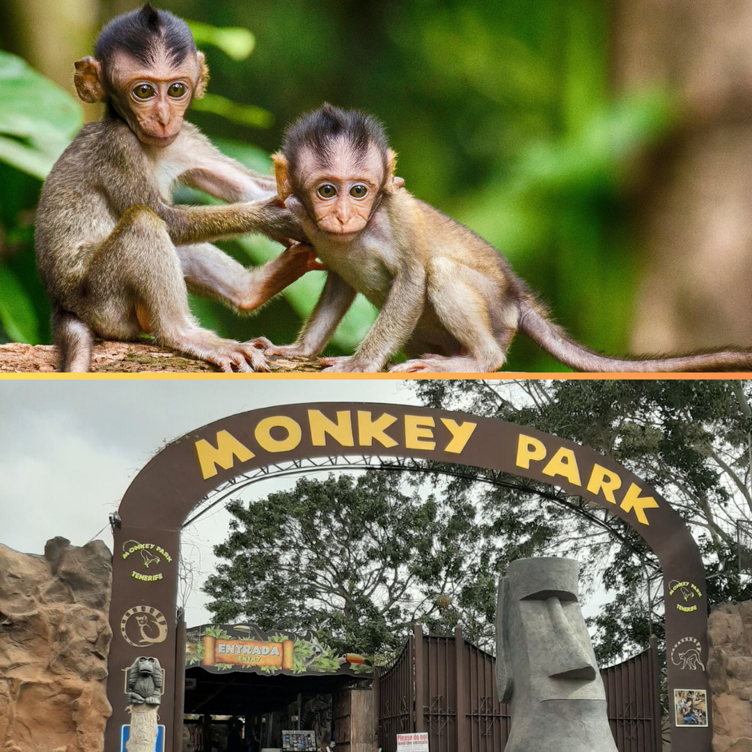 Monkey Park