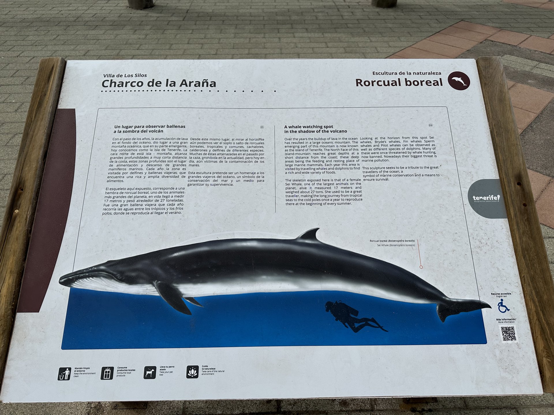 Esqueleto de Rorcual Boreal (Los Silos)