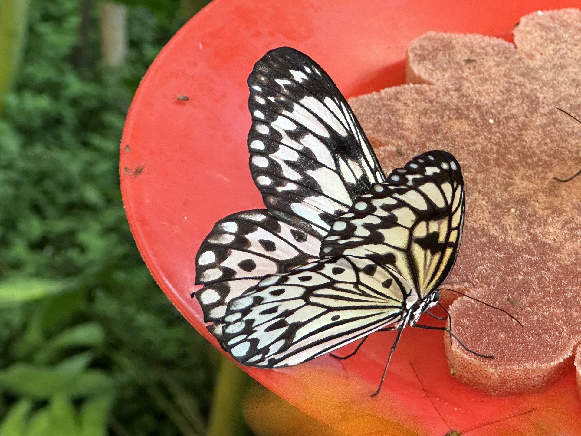 Mariposario del Drago