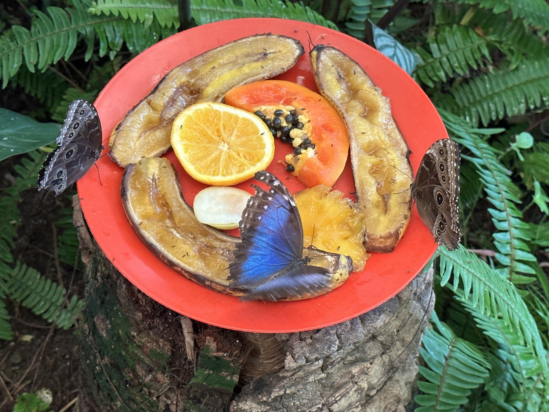 Mariposario del Drago