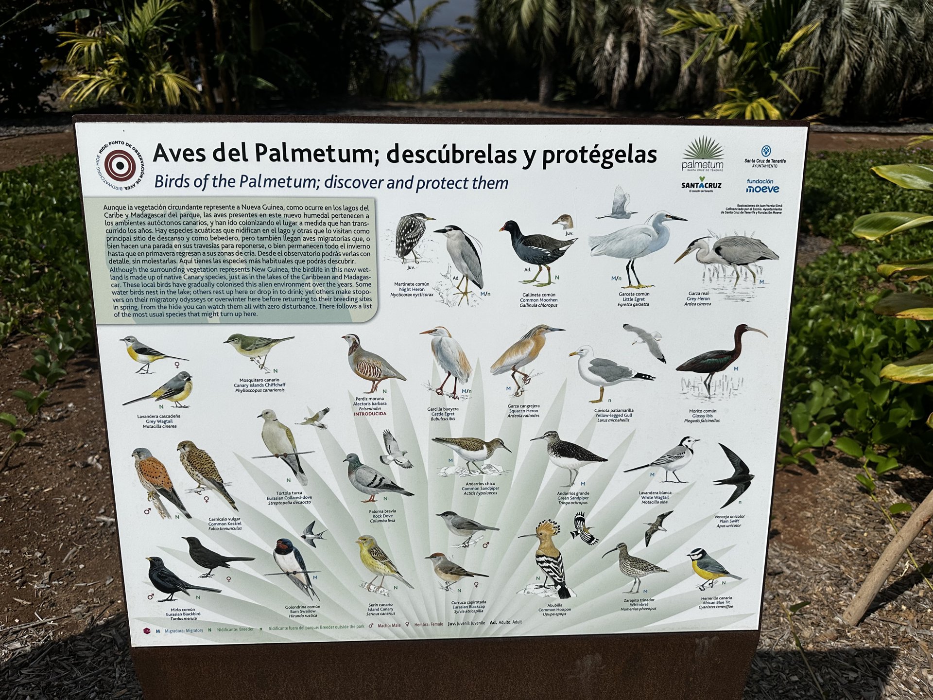 Palmetum de Santa Cruz