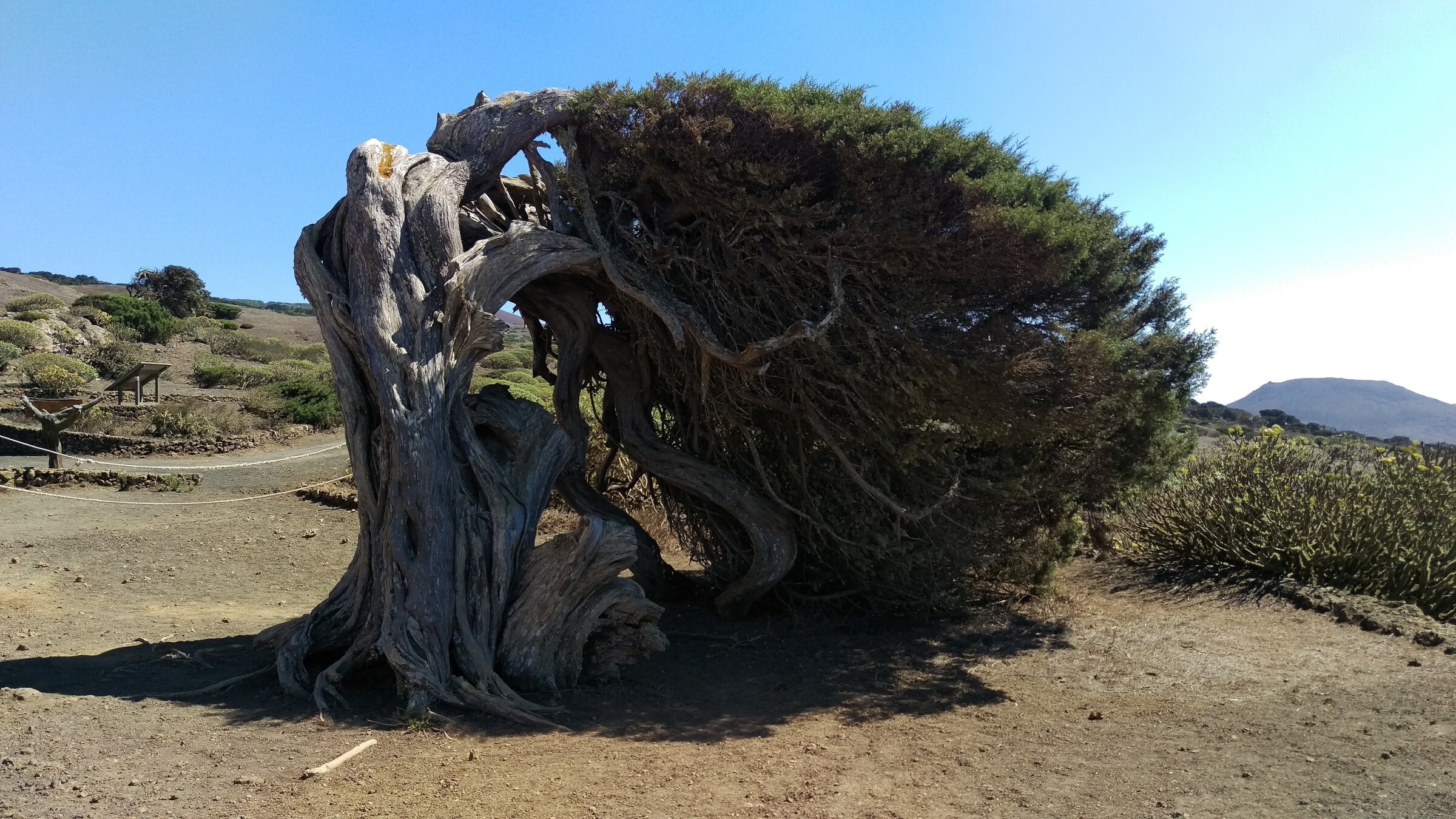 El Sabinar de El Hierro: el árbol que dobló el viento