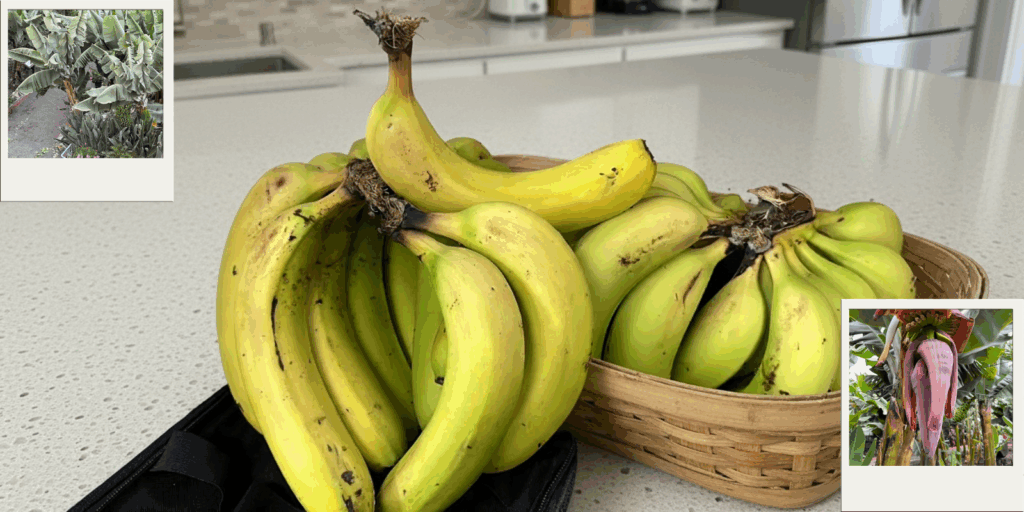 Plátano de Canarias,